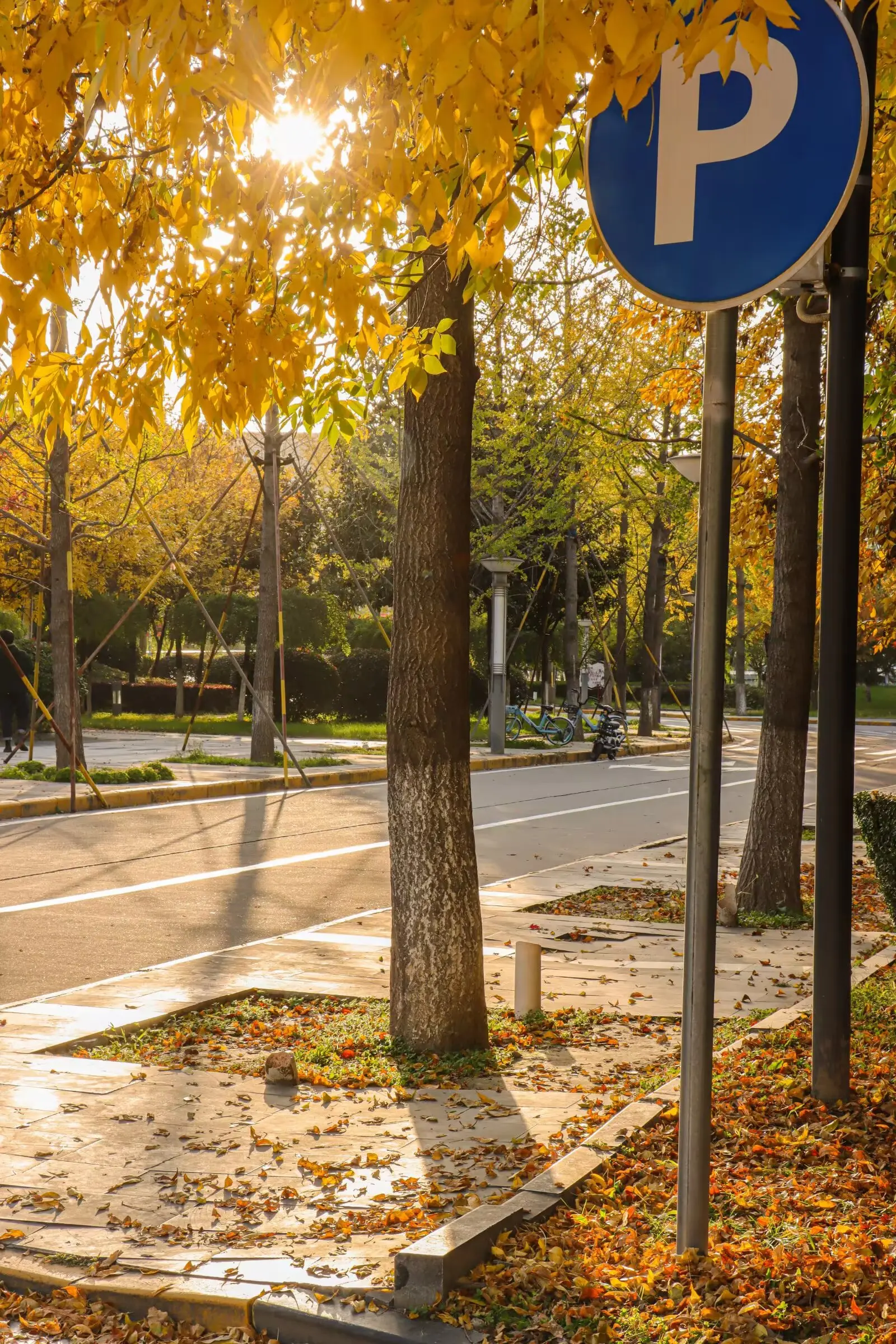 NWPU Memory: Autumn at Rest(秋栖)