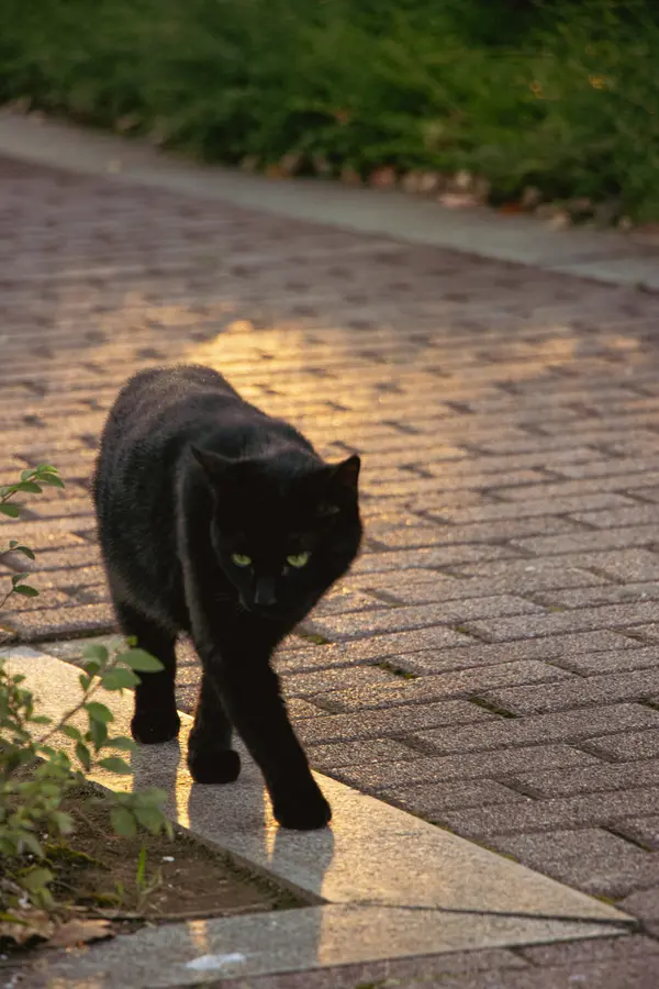 Kitties!: Catwalk(NJU)