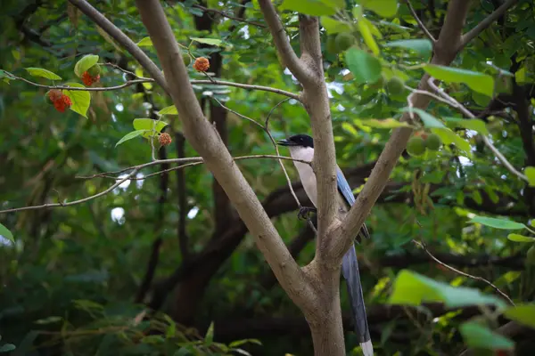 Nature: Chirp Chirp Chirp