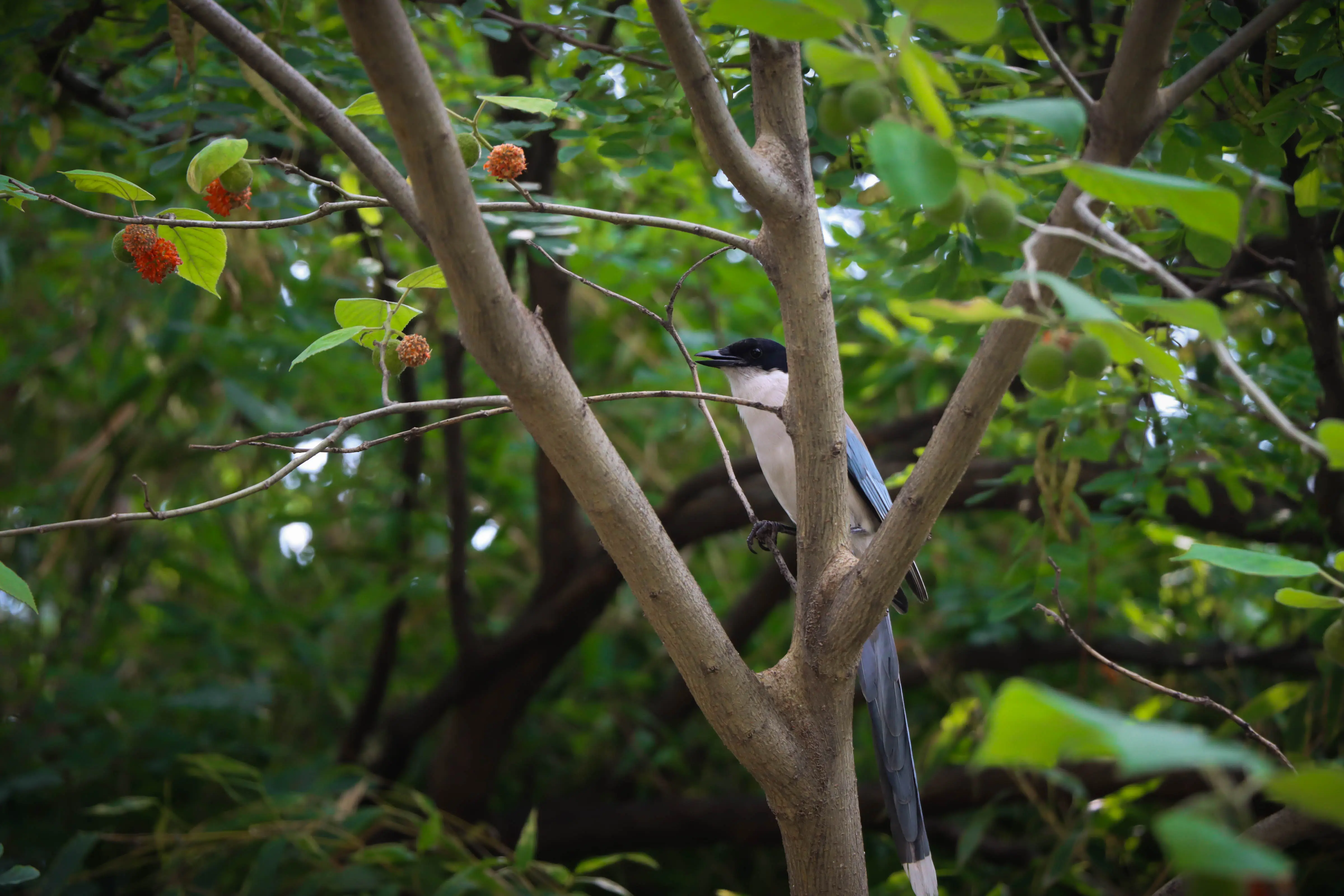 Nature: Chirp Chirp Chirp