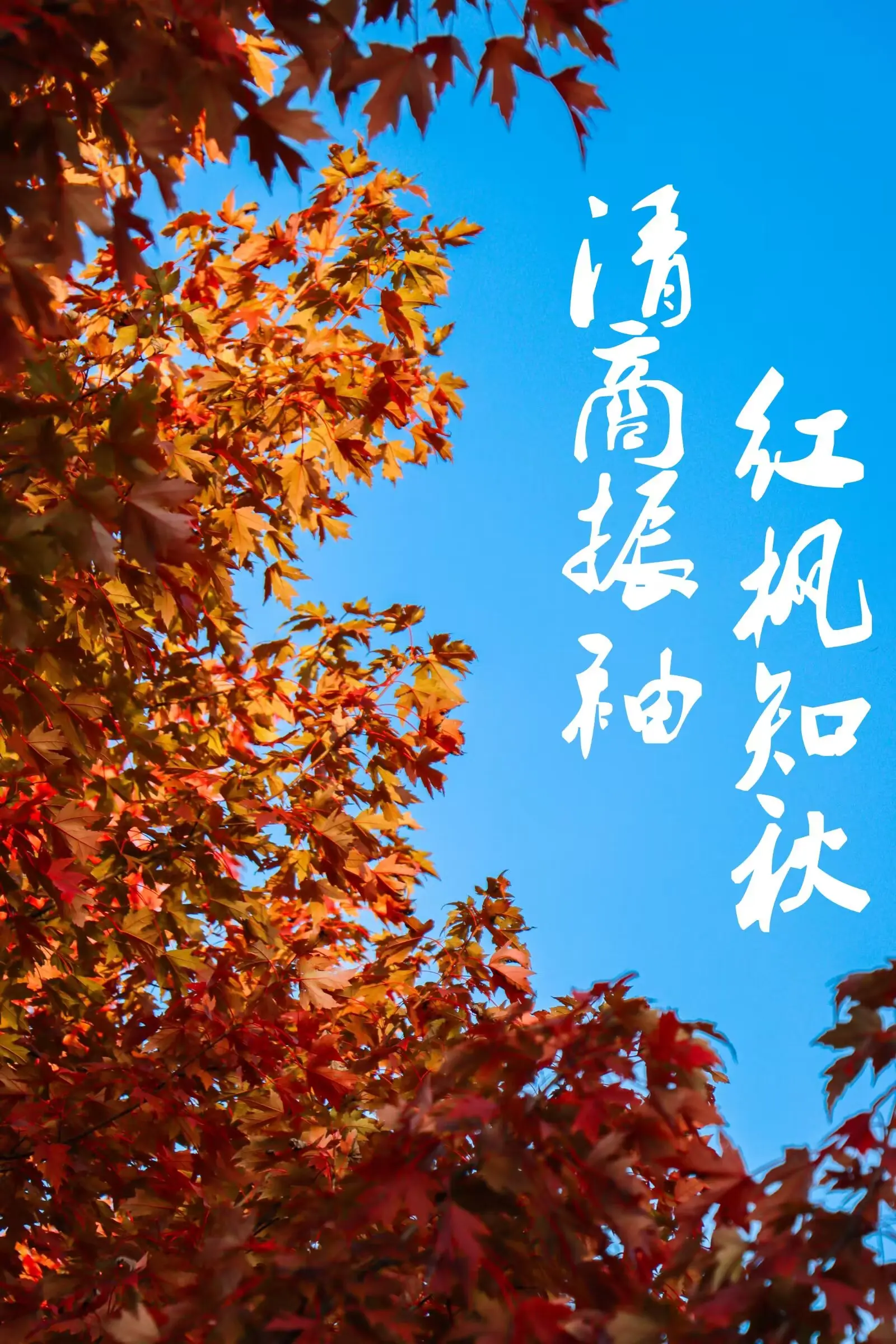 NWPU Memory: Crimson Boughs Hold the Sky(丹叶衔晴)