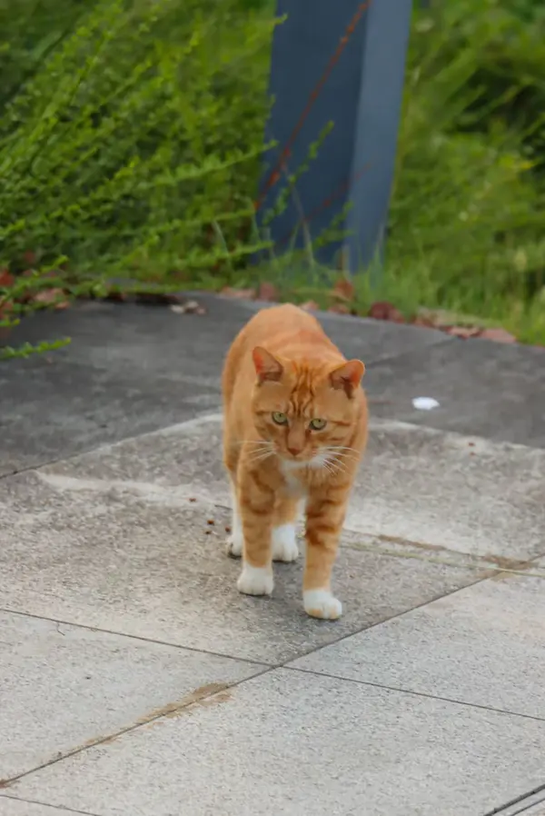 Kitties!: I’m watching you!(NJU)