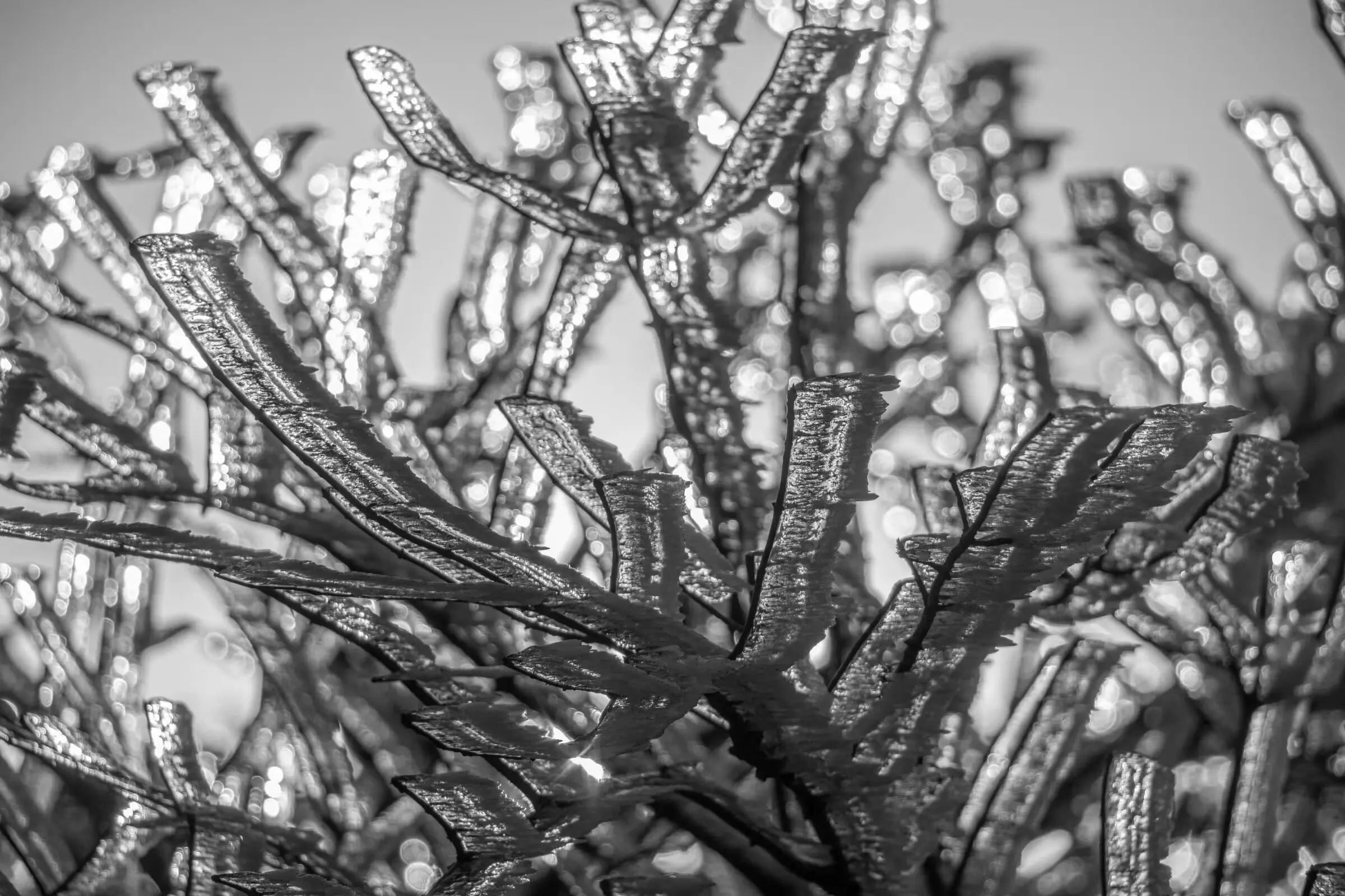 Lines: Ice Tree
