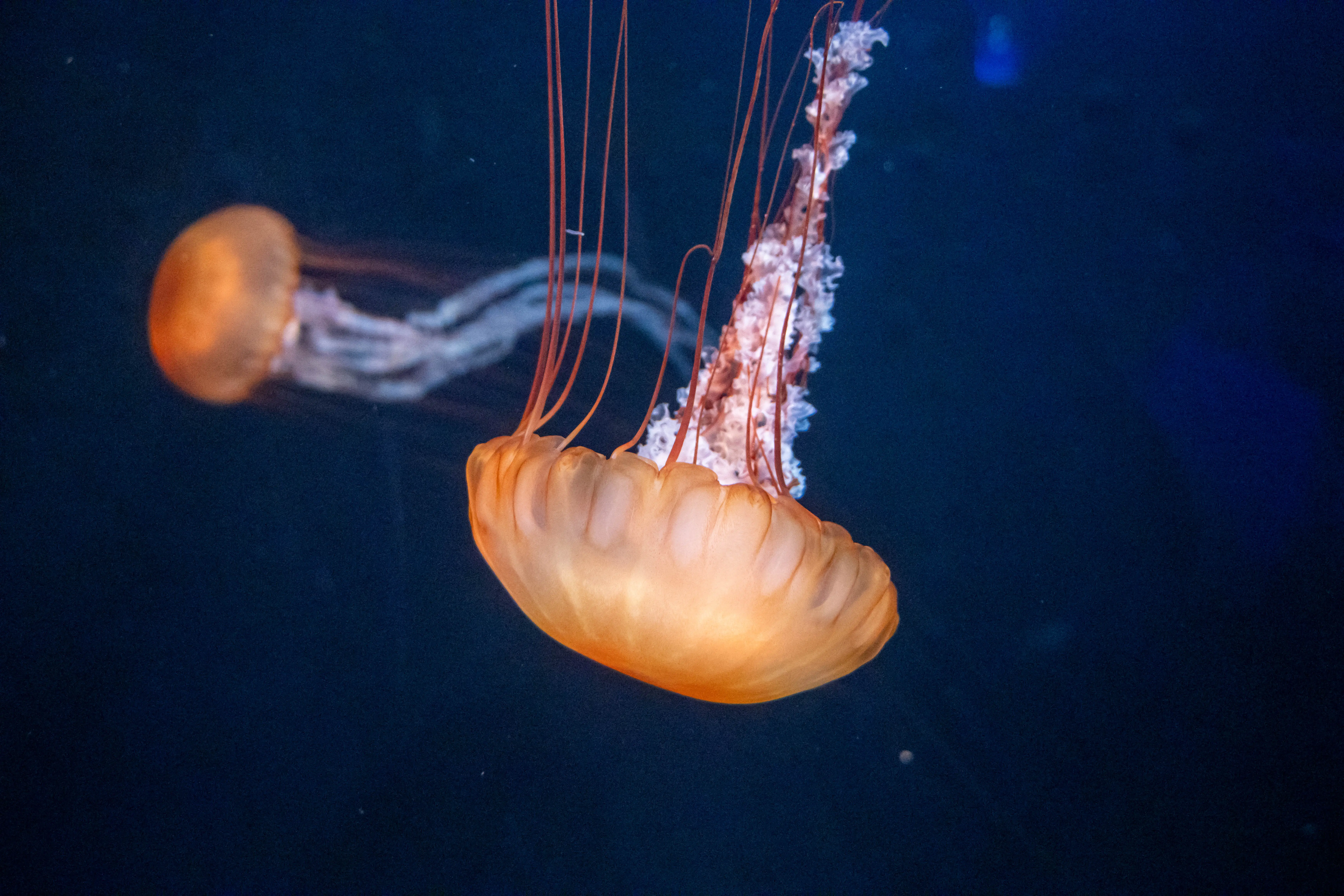 Nature: Jellyfish
