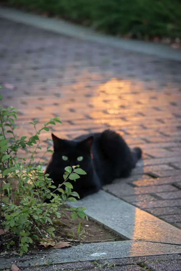 Campus: Kitten in the Nikon frame(NJU)