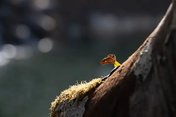 Nature: New Sprout(新芽)