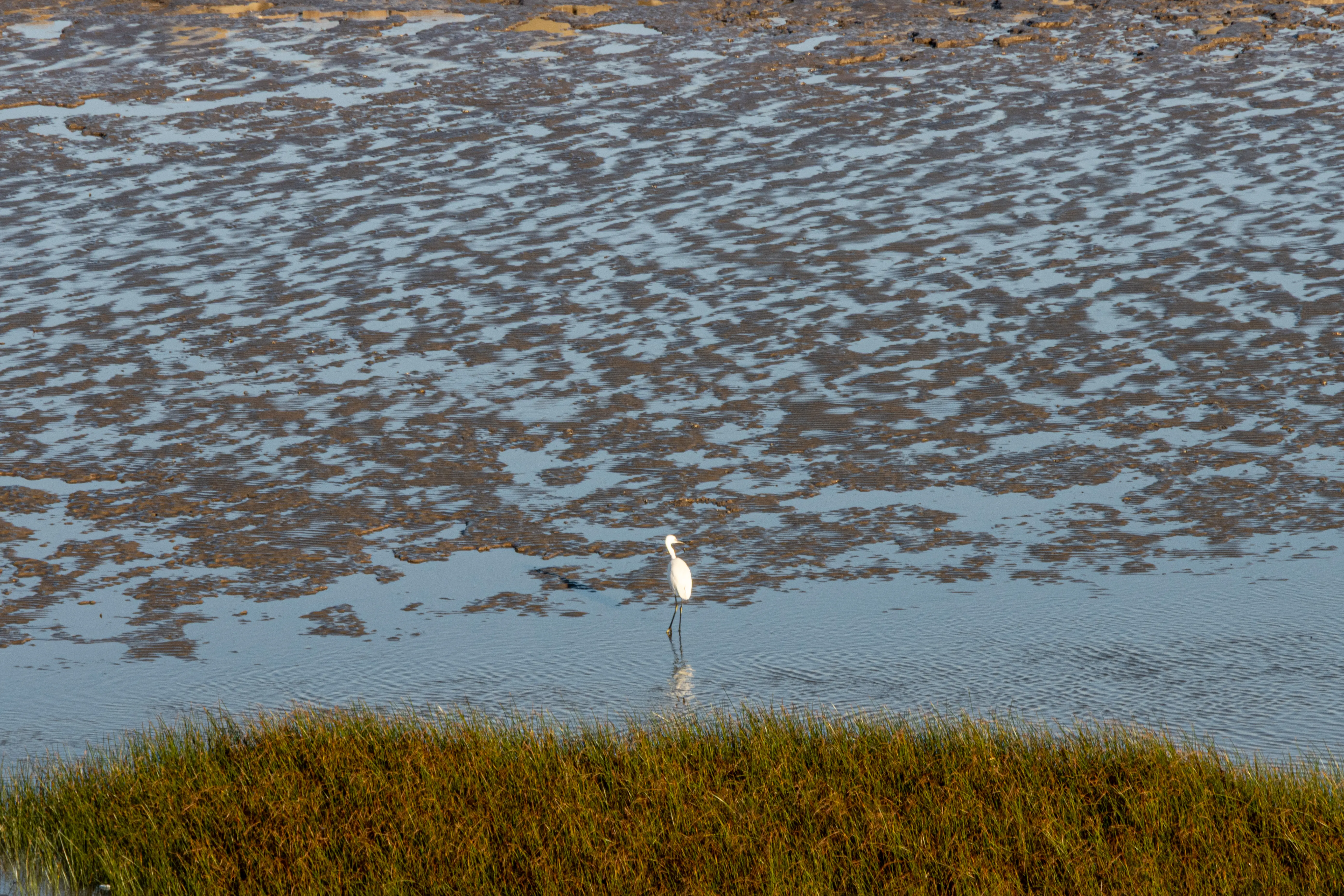Nature: Single Egret