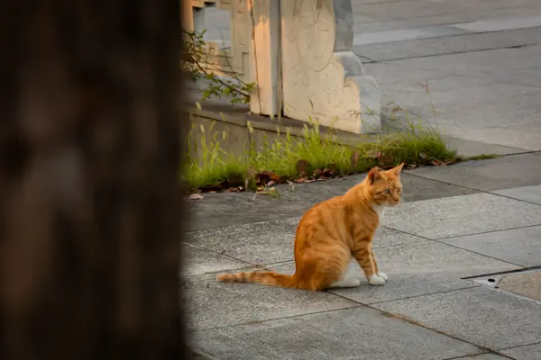 Kitties!: Sneaky like a cat(NKU)