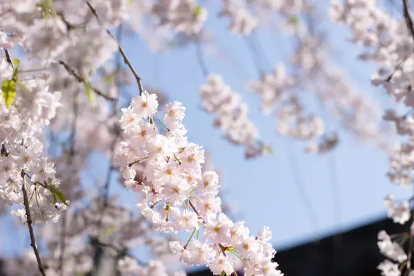 Nature: Spring Sakura 1(春樱)