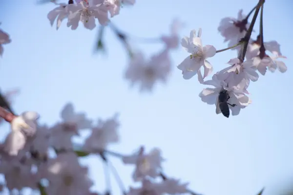 Nature: Spring Sakura 2(春樱)