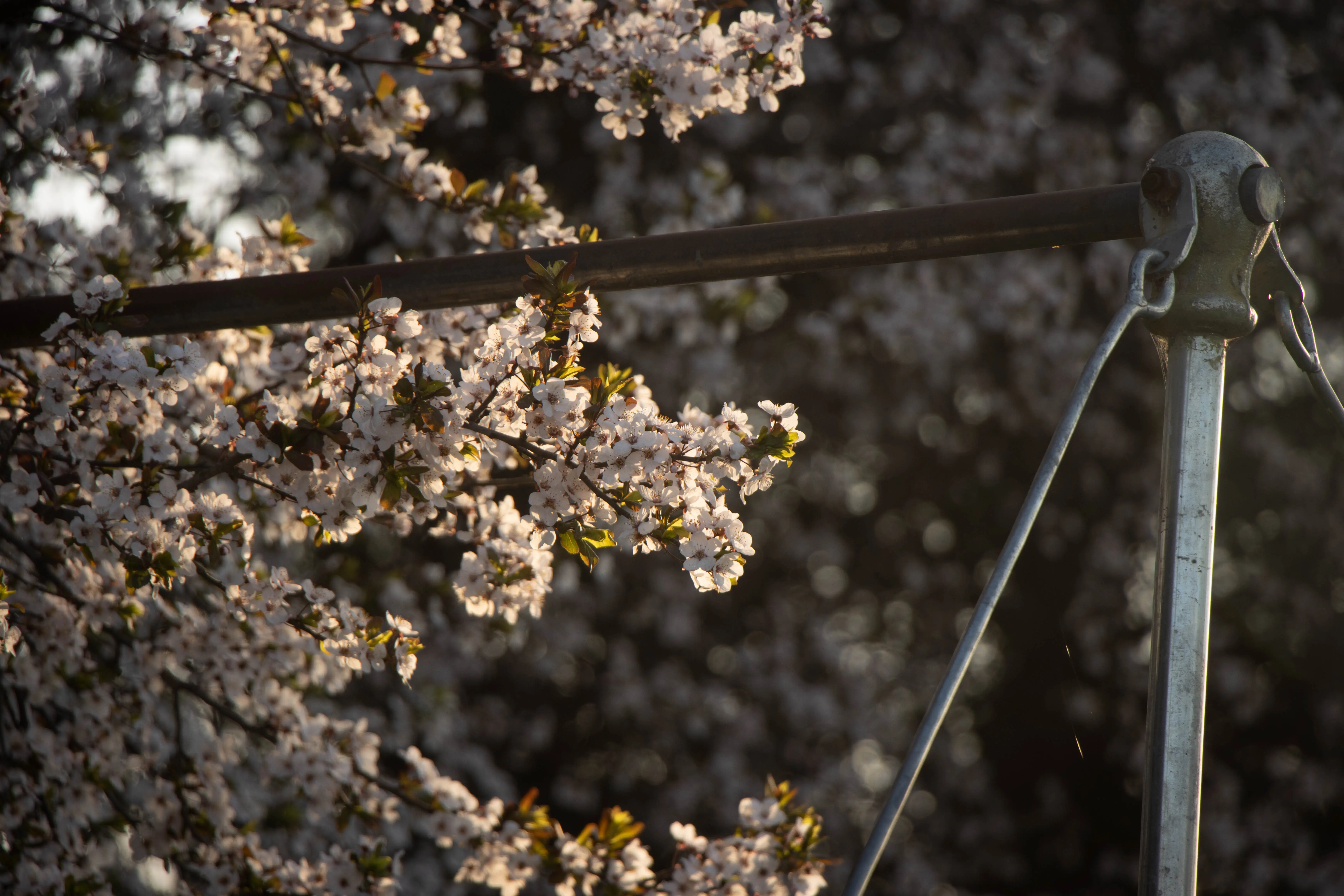 Nature: The Confession of Purpleleaf Plum 1(紫叶李的自白)