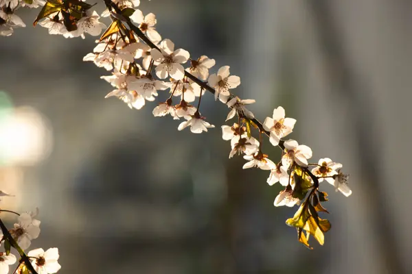 Nature: The Confession of Purpleleaf Plum 2(紫叶李的自白)