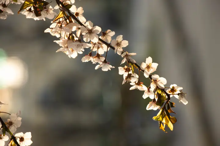 Nature: The Confession of Purpleleaf Plum 2(紫叶李的自白)