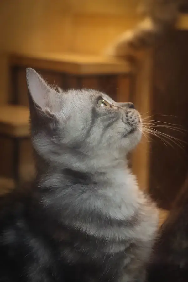 Kitties!: Upward Gaze(NWPU)