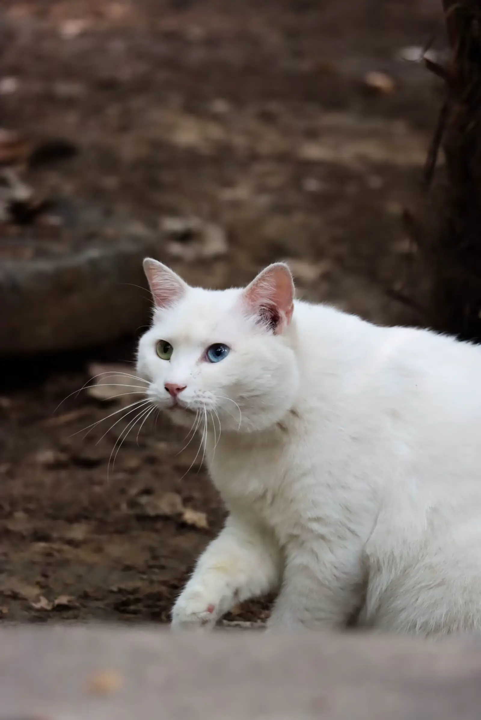 Kitties!: White Mantou(ZZU)