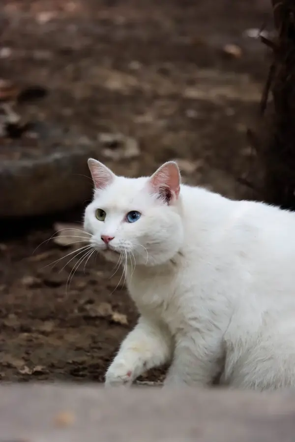 Kitties!: White Mantou(ZZU)