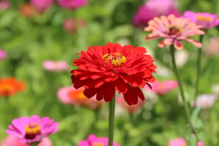 Nature: Zinnia